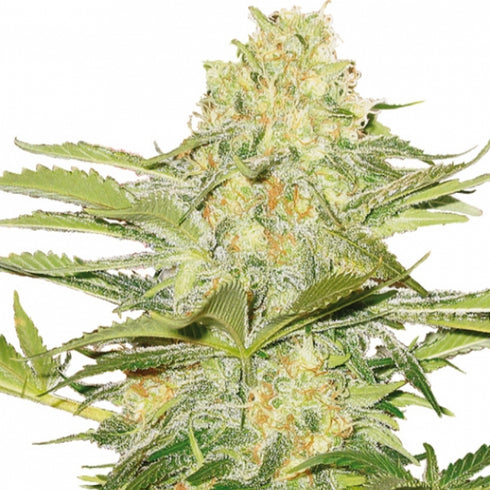 Flying Dutchmen - Artic Sun