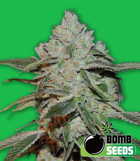 Bomb Seeds - Atomic