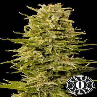Grass-O-Matic Seeds - AK Auto