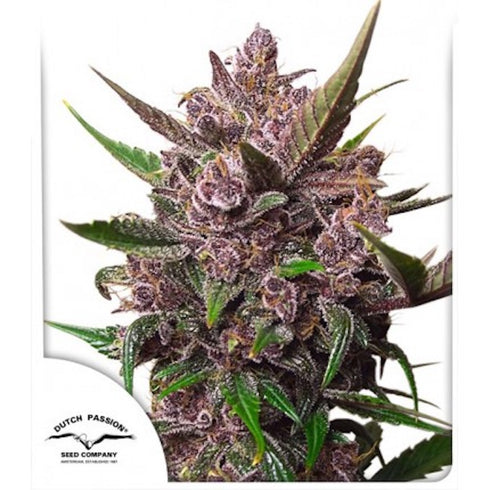 Dutch Passion - Blackberry Kush Auto