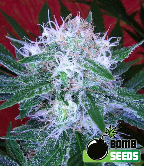 Bomb Seeds - Bomb Auto