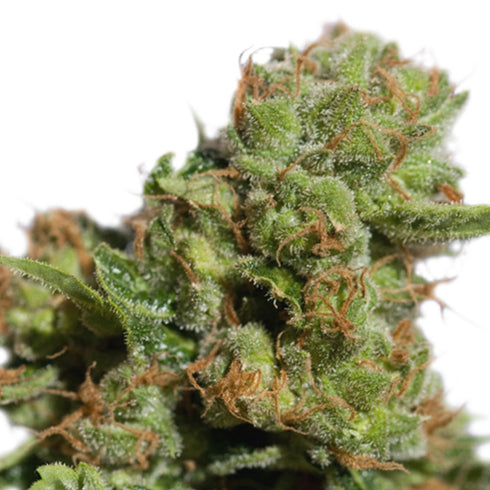 Super Sativa Seed Club - Bruce Lemon Diesel