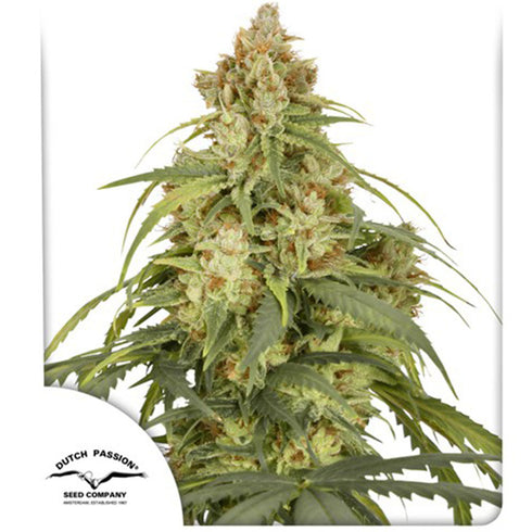 Dutch Passion - CBD Victory Auto