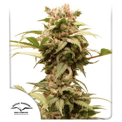 Dutch Passion - CBG Force Auto