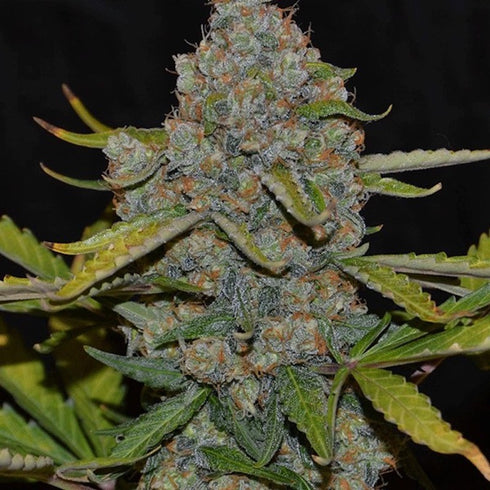 Cannabiogen - CBG Auto