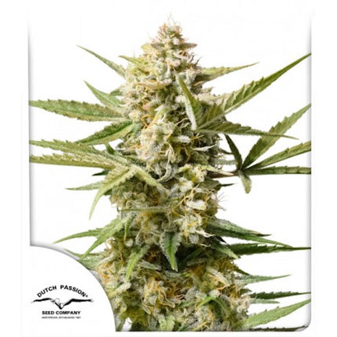 Dutch Passion - Cinderella Jack Auto