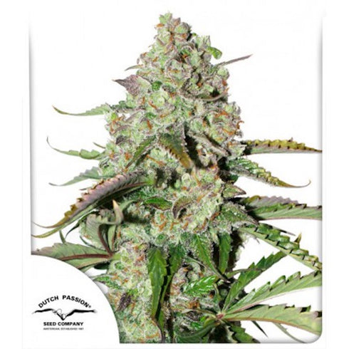 Dutch Passion - Colorado Cookies Auto