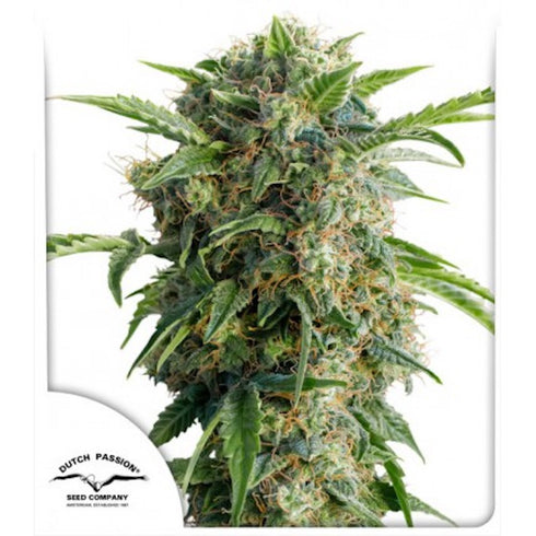 Dutch Passion - Daiquiri Lime Auto