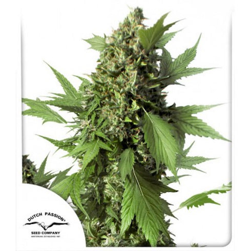 Dutch Passion - Duck Auto