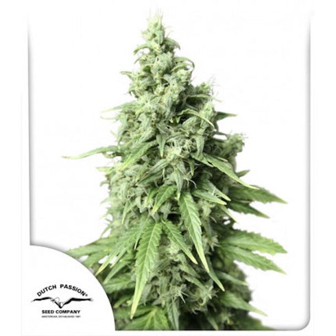 Dutch Passion - Durban Poison Auto