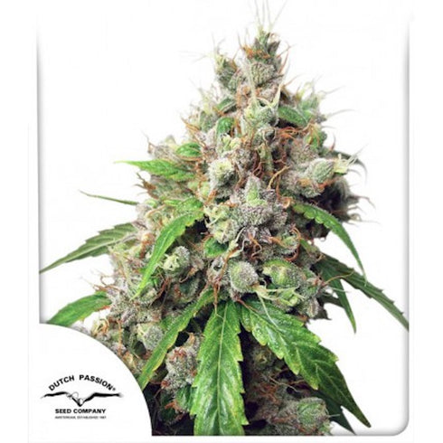 Dutch Passion - Euforia Auto