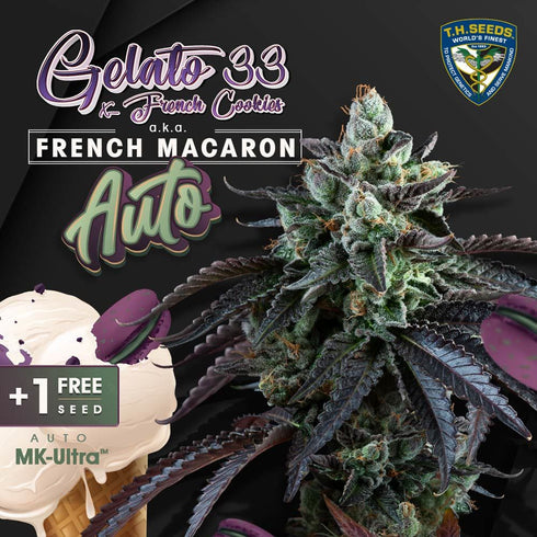 T.H. Seeds - Auto French Macaron