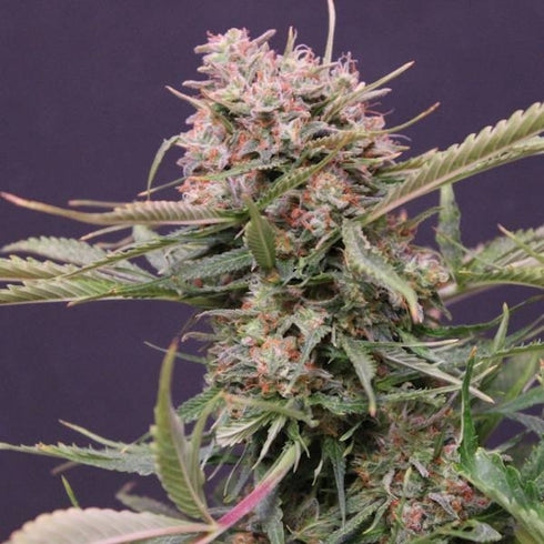 G13 Labs - Gigabud Auto