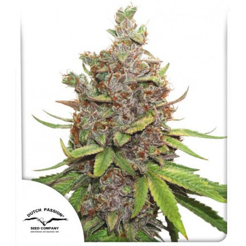 Dutch Passion - Glueberry O.G. Auto