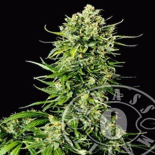 Grass-O-Matic Seeds - Mass Auto