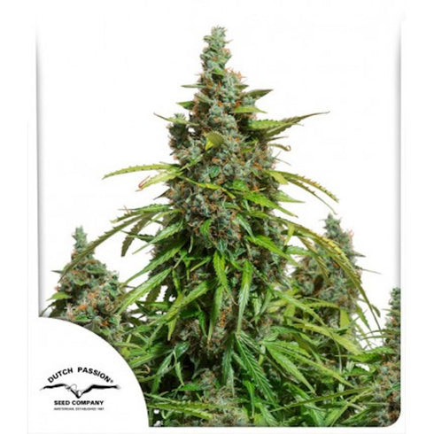 Dutch Passion - Mazar Auto