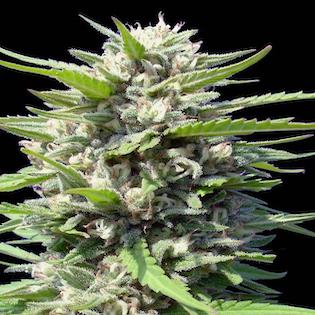 Genehtik Seeds - Northern Lights Auto