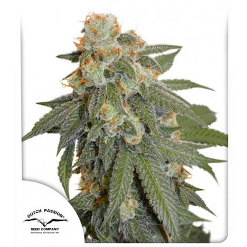 Dutch Passion - Orange Bud Auto