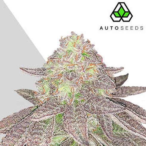 Auto Seeds - Auto Rainbow Glue