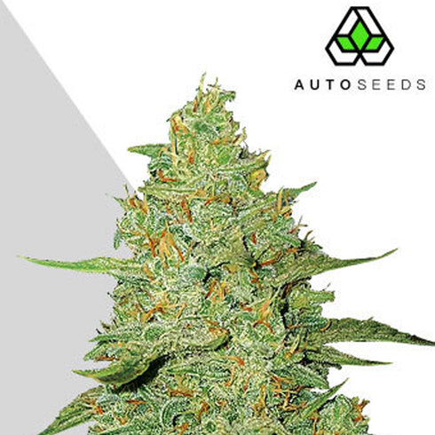 Auto Seeds - Auto Acapulco Gold