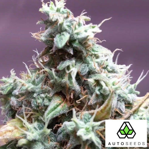 Auto Seeds - Auto Chemdog