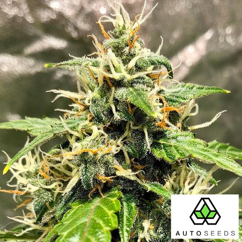Auto Seeds - Diesel Berry