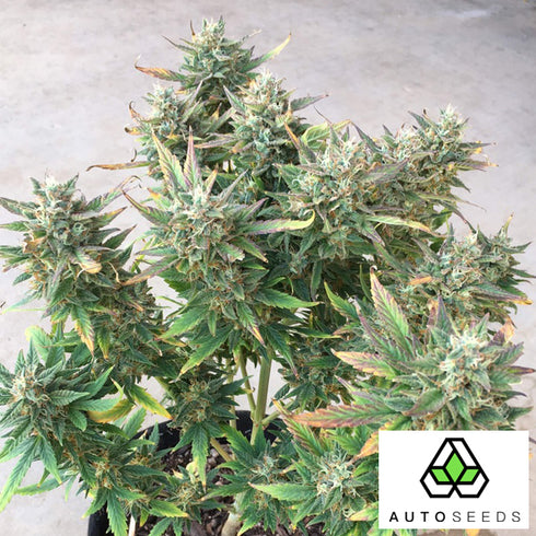 Auto Seeds - Dreamberry