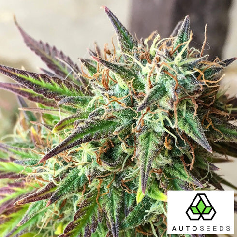 Auto Seeds - Girl Scout Cookies