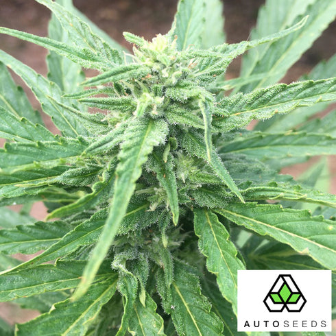 Auto Seeds - Gorilla Glue