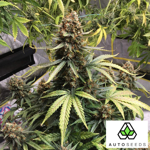 Auto Seeds - Juicy Lucy