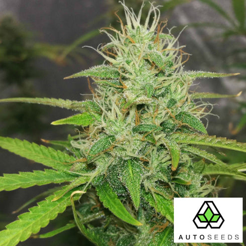 Auto Seeds - Kush Doctor