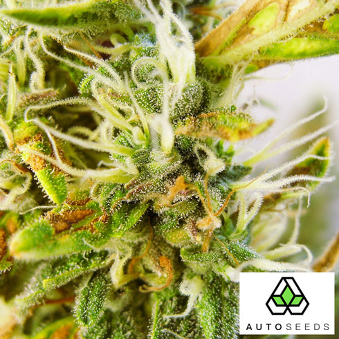 Auto Seeds - Purple Stilton