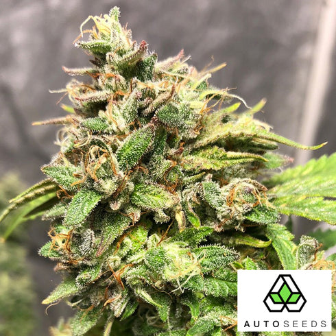 Auto Seeds - Sucker Punch