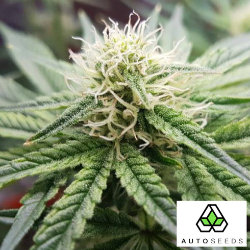 Auto Seeds - Sweet CBD Auto