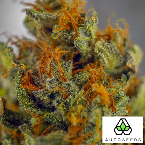 Auto Seeds - Trans Siberian