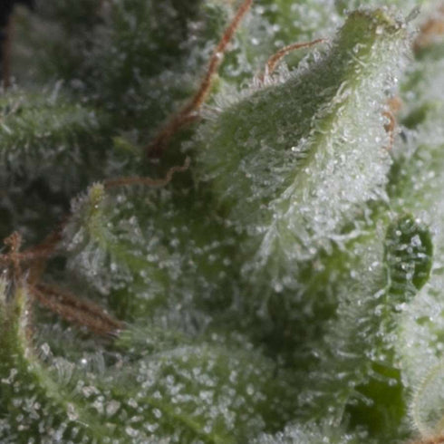 Pyramid Seeds - Shark Auto