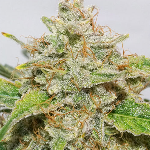 Dutch Passion - Skywalker Haze Auto