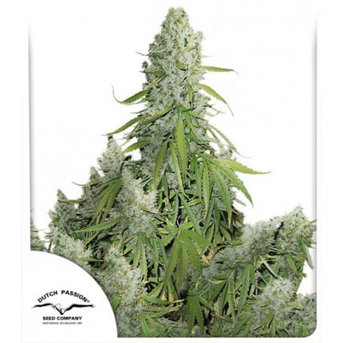 Dutch Passion - Ultimate Auto