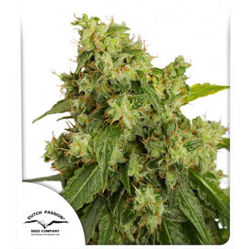Dutch Passion - Xtreme Auto