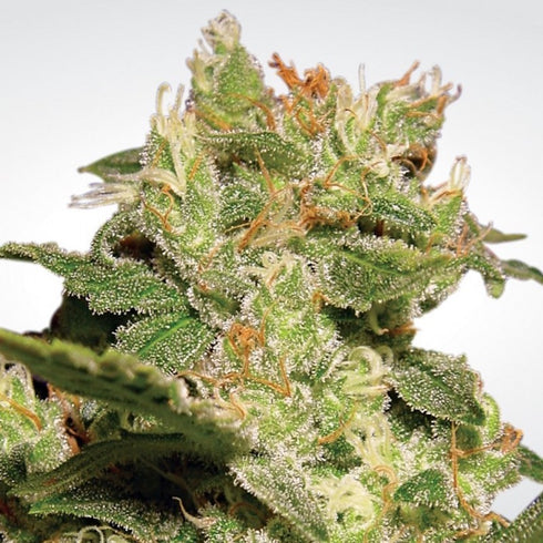 Paradise Seeds - Jack Auto