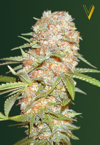 Victory Seeds - Super Extra Skunk Auto