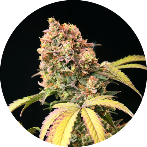 Top Tao Seeds - Tao Auto Mix 1