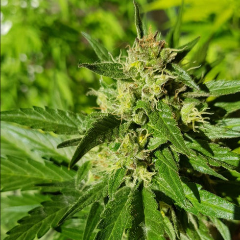 Female Seeds - Bubble Auto