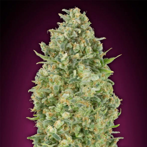 00 Seeds - Auto Bubble Gum XXL