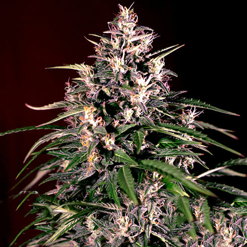 G13 Labs - Dosi Auto