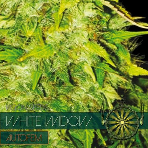 Vision Seeds - White Widow Auto