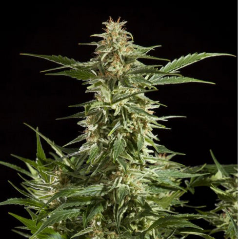 Philosopher Seeds - Lemon CBD Auto