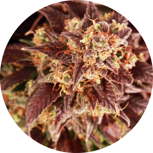 Top Tao Seeds - Auto Mix