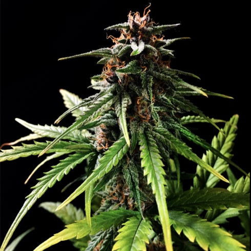 Female Seeds - Speed Bud Auto