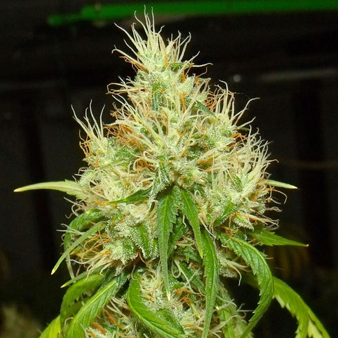 Karma Genetics - BA#75 Haze